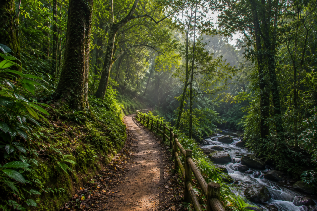 best places to vist in coorg with hidden forest trails